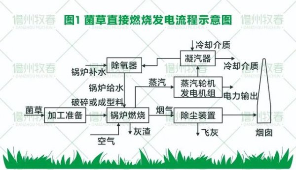 菌草變燃料 打造環保生物質發電新模式