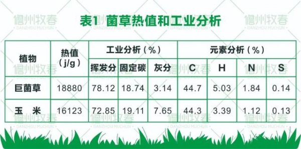 菌草變燃料 打造環保生物質發電新模式