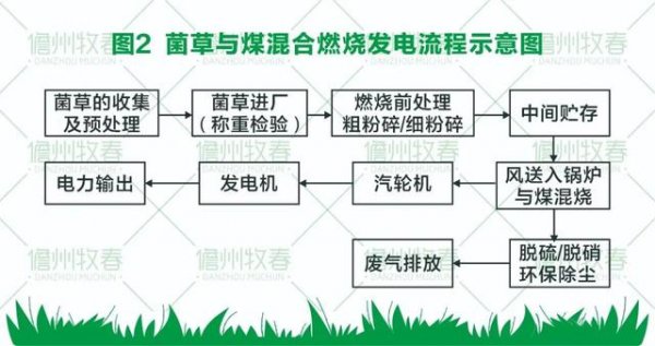 菌草變燃料 打造環保生物質發電新模式