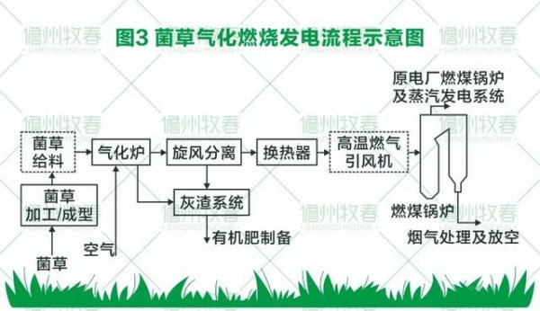 菌草變燃料 打造環保生物質發電新模式